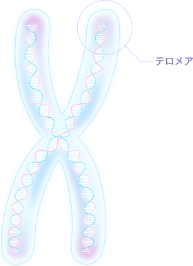 テロメア検査イメージ