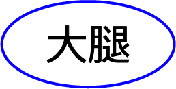 大腿
