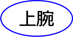 上腕