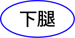 下腿