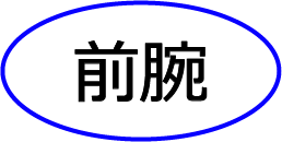 前腕